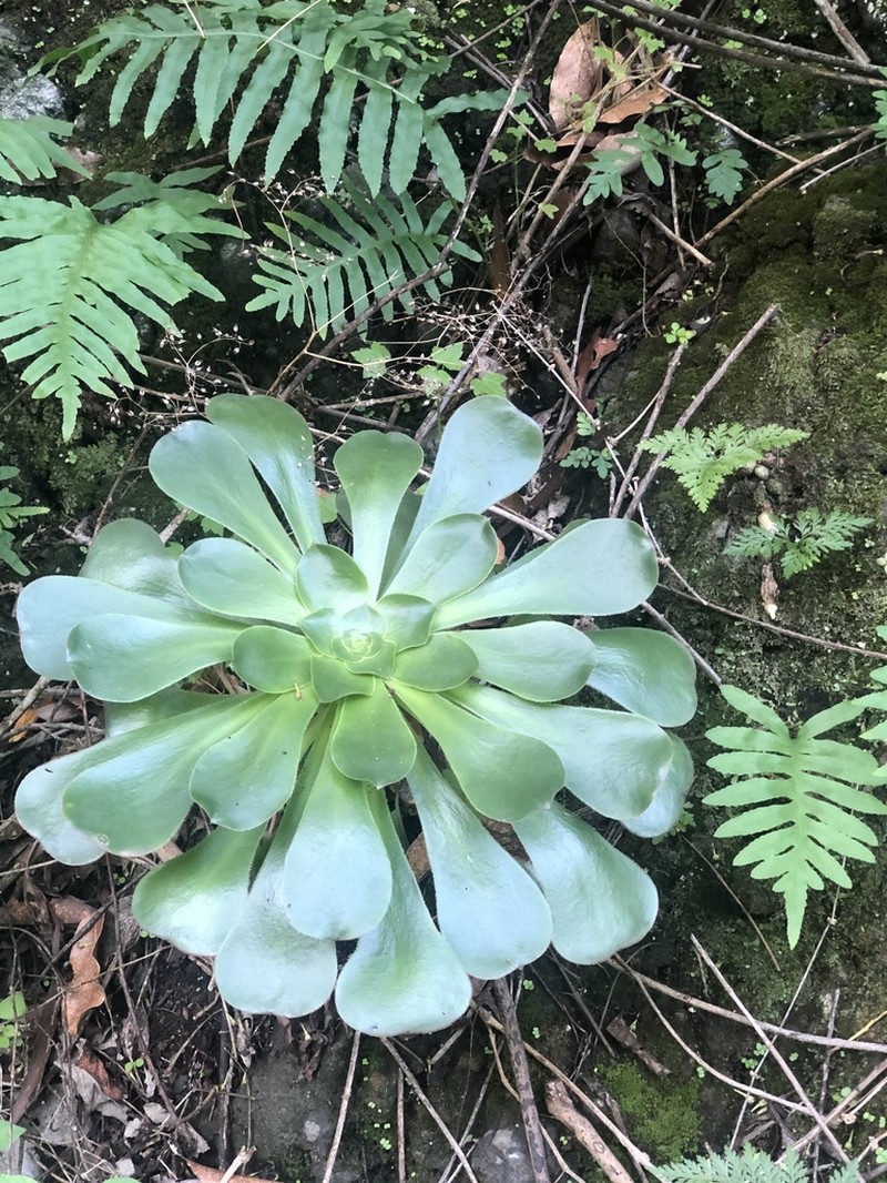 Saucer-Plant photo 7