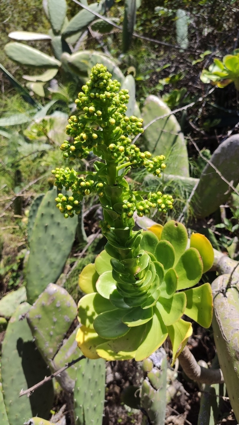 Saucer-Plant photo 8