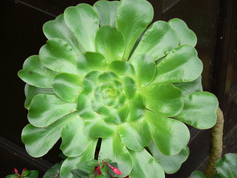 Saucer-Plant
