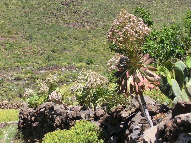 Aeonium urbicum