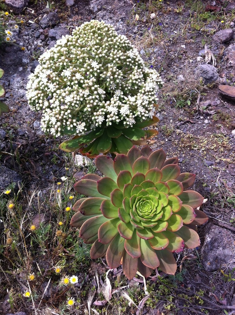 Aeonium urbicum photo 2