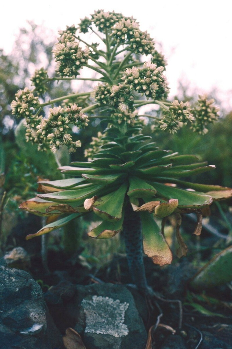 Aeonium urbicum photo 3