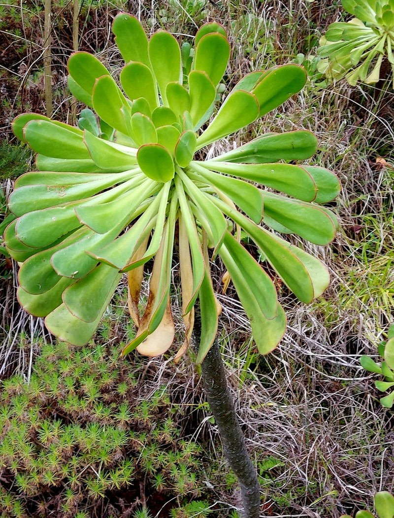 Aeonium urbicum photo 4