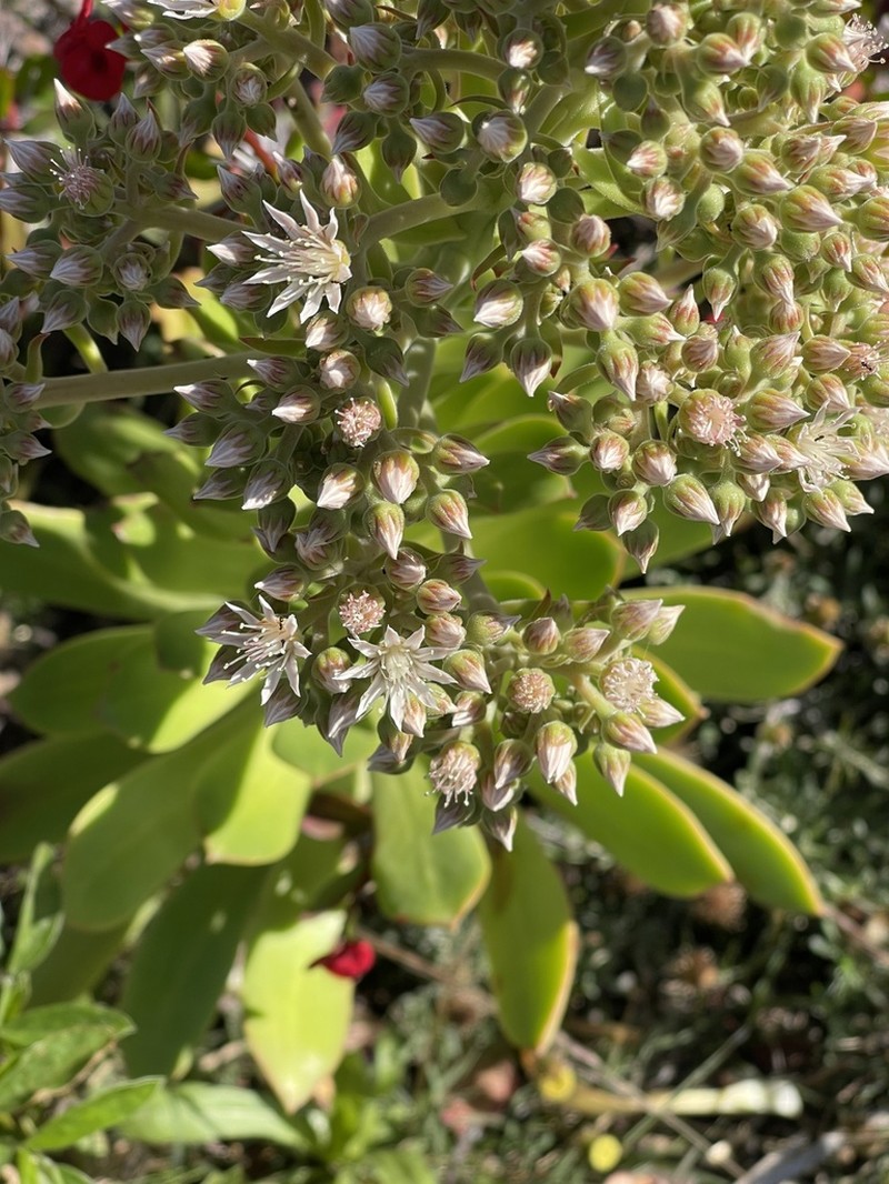 Aeonium urbicum photo 5