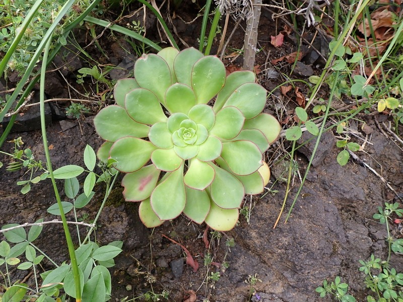 Aeonium urbicum photo 6