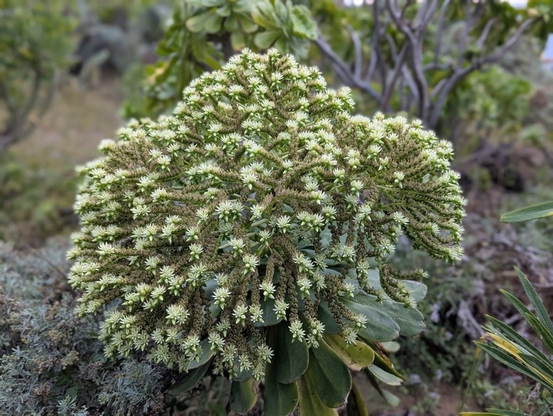 Aeonium urbicum photo 7
