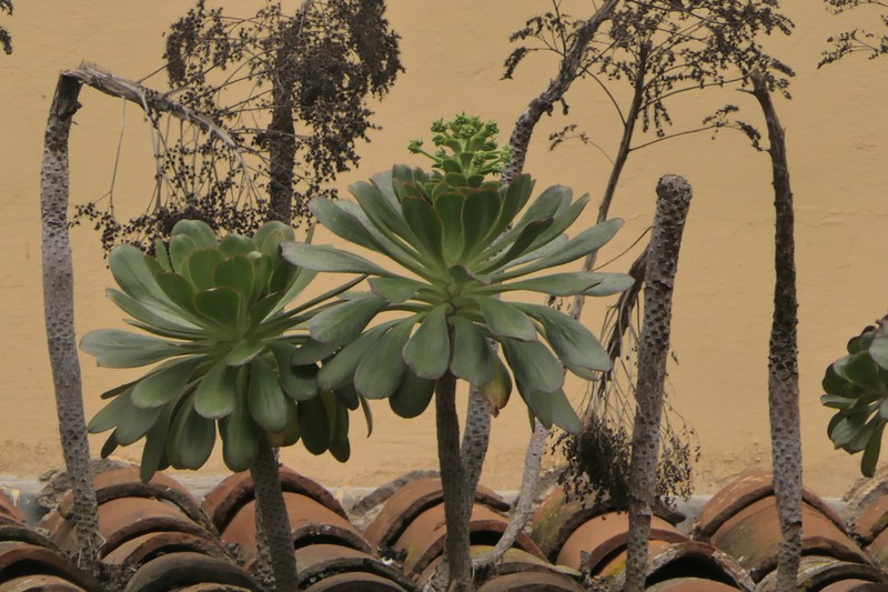 Aeonium urbicum photo 8