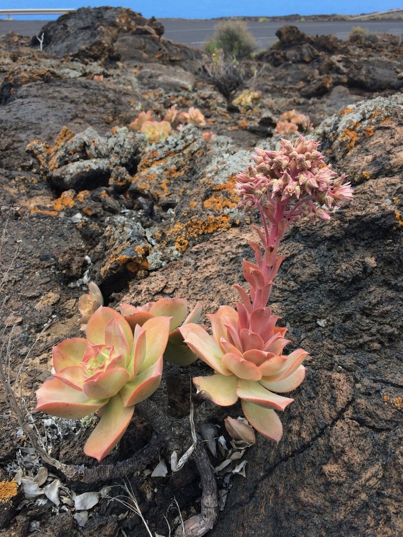 Aeonium valverdense photo 2