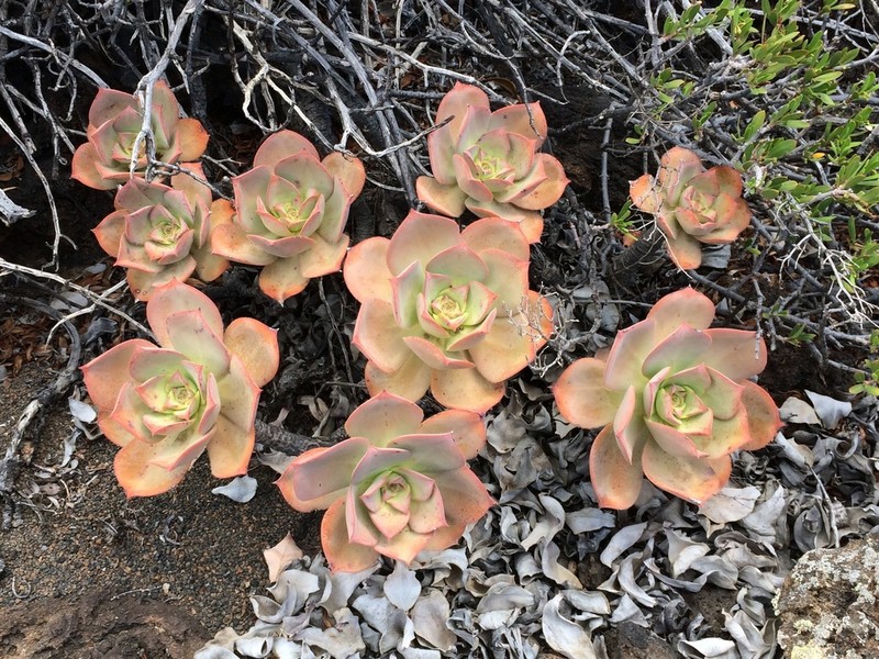 Aeonium valverdense photo 3
