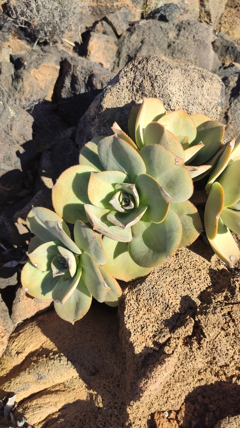 Aeonium valverdense photo 4