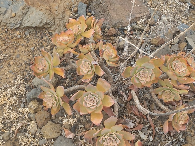 Aeonium valverdense photo 7