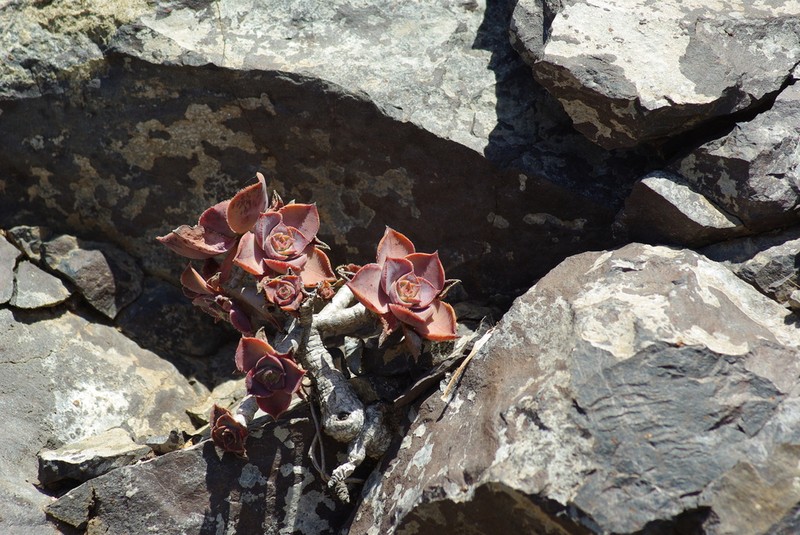 Aeonium valverdense photo 8
