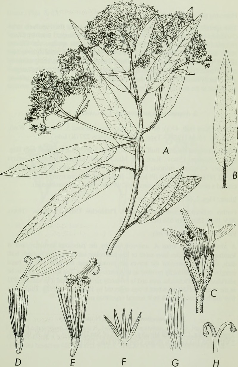 Aequatorium jamesonii