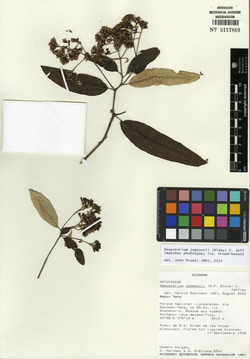 Aequatorium jamesonii photo 2