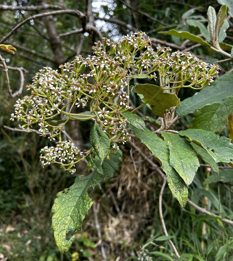 Aequatorium repandiforme