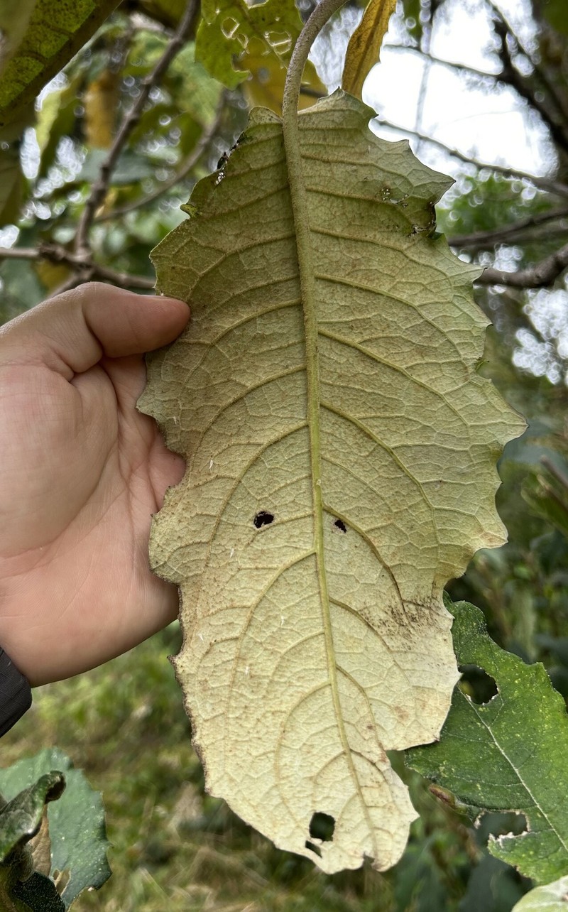 Aequatorium repandiforme photo 2