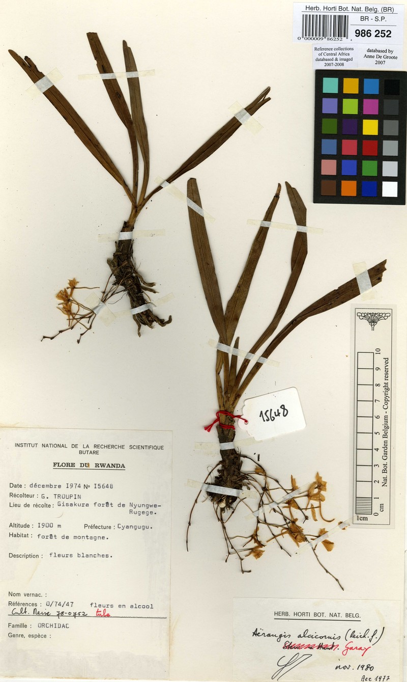 Aerangis alcicornis