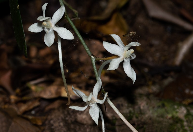 Aerangis appendiculata photo 2