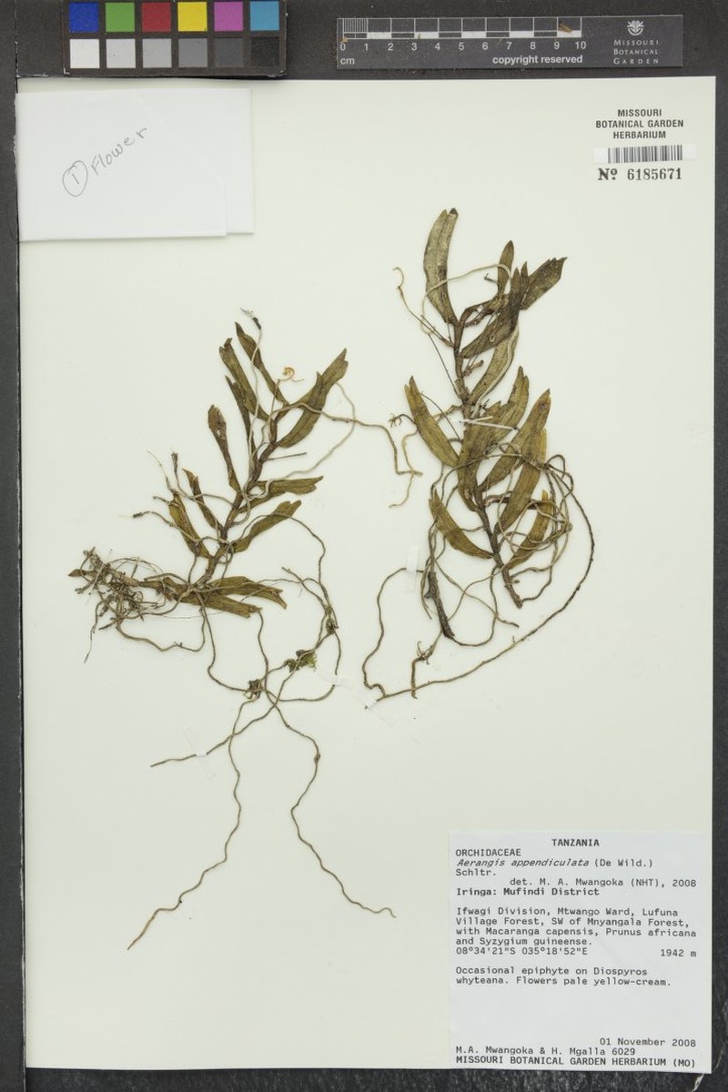 Aerangis appendiculata photo 3