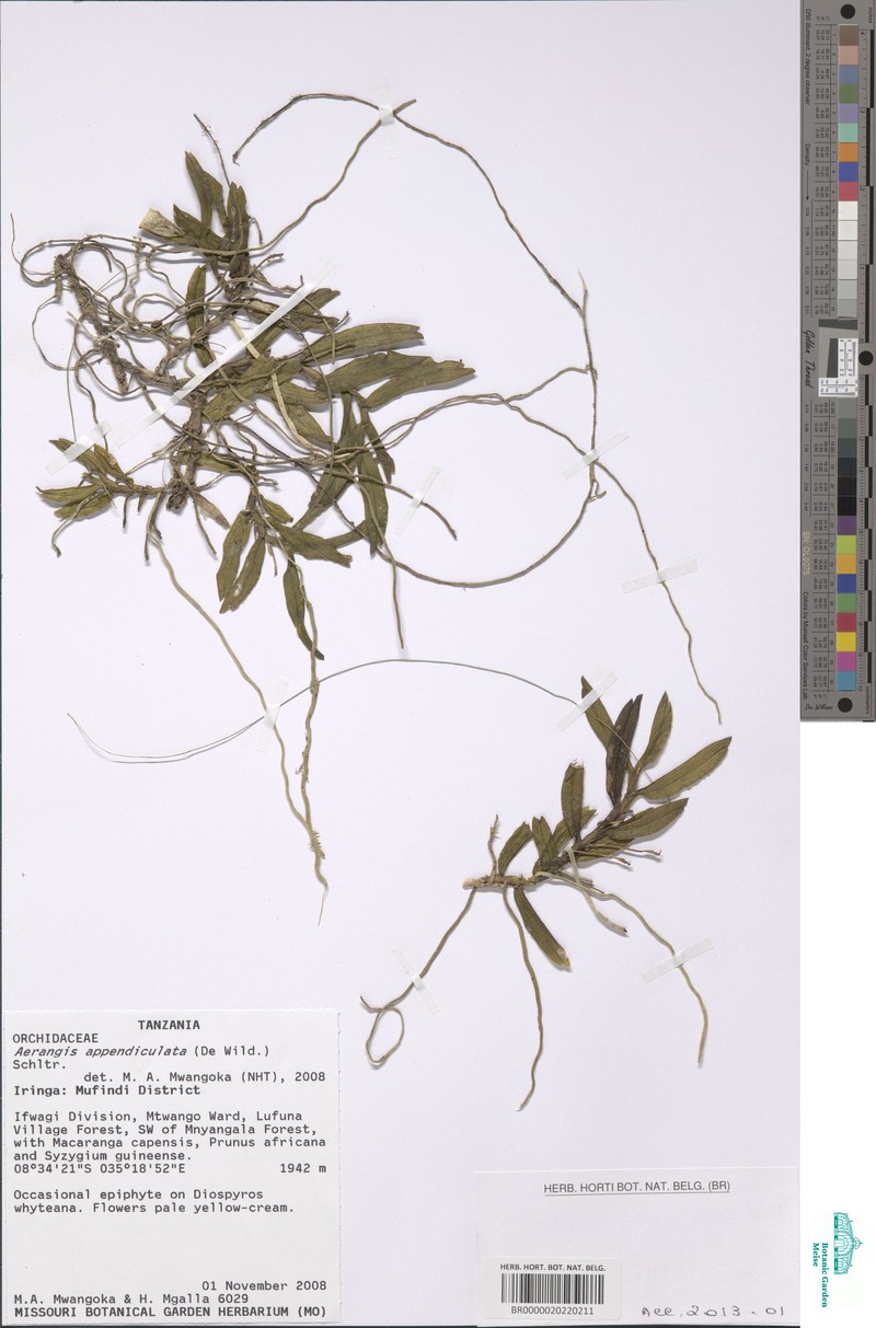 Aerangis appendiculata photo 4