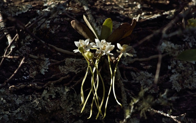Aerangis appendiculata photo 5