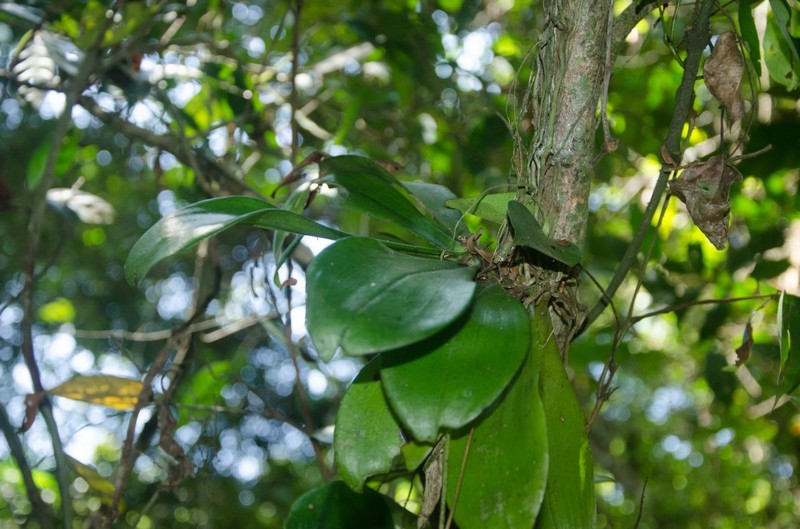Aerangis arachnopus photo 2