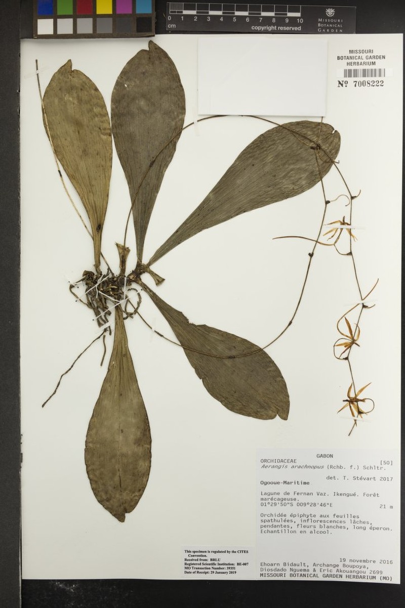 Aerangis arachnopus photo 3