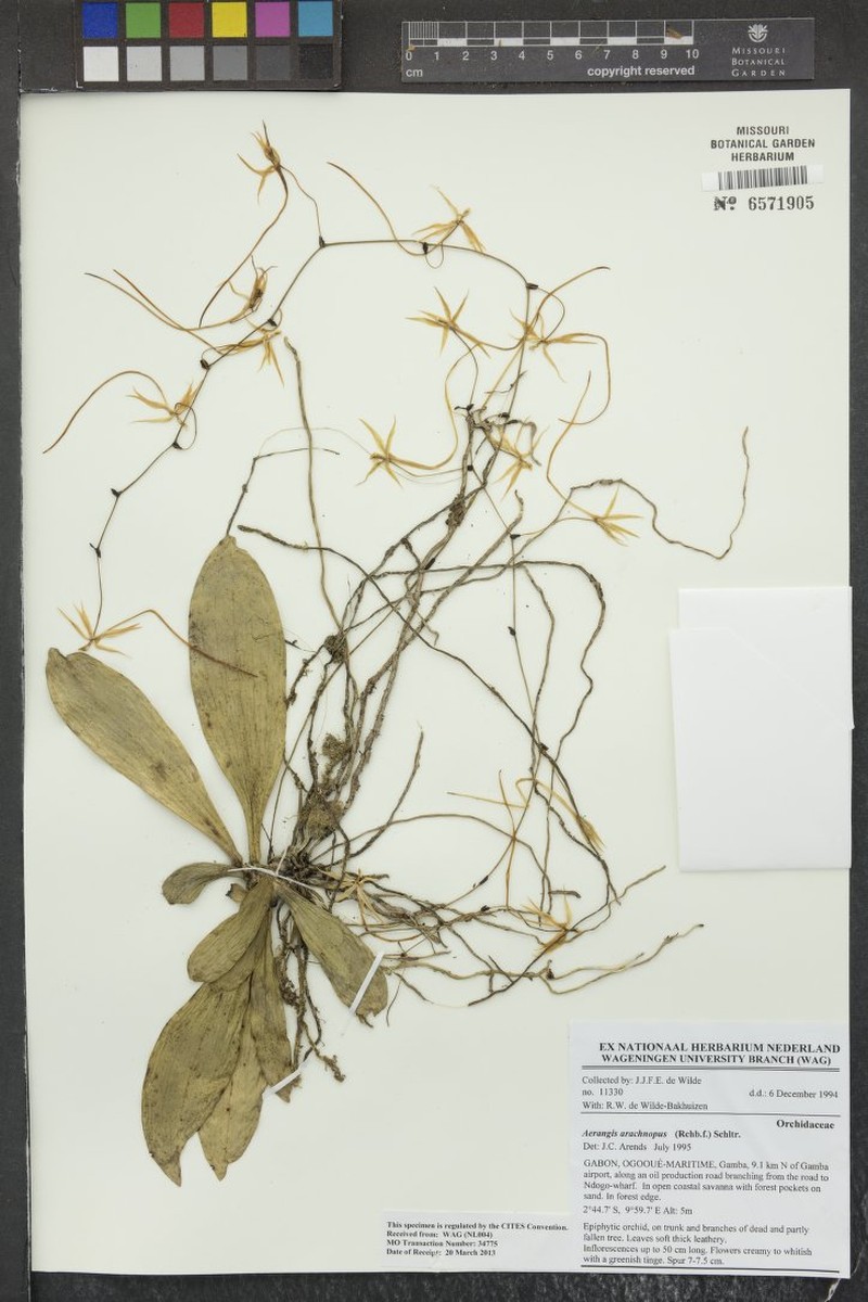 Aerangis arachnopus photo 4