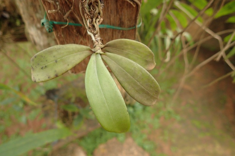 Aerangis arachnopus photo 5