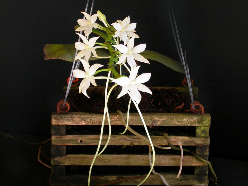 Aerangis articulata
