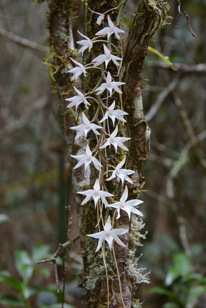 Aerangis articulata photo 2