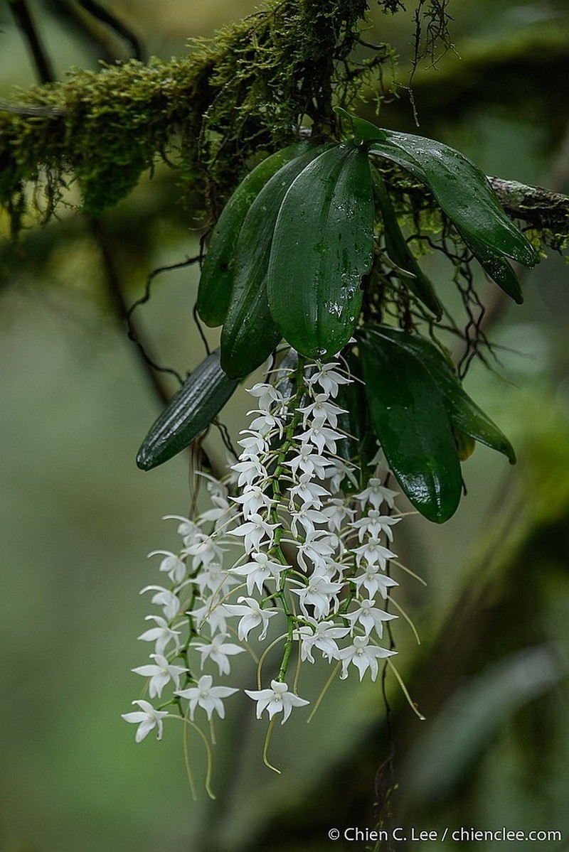 Aerangis articulata photo 3