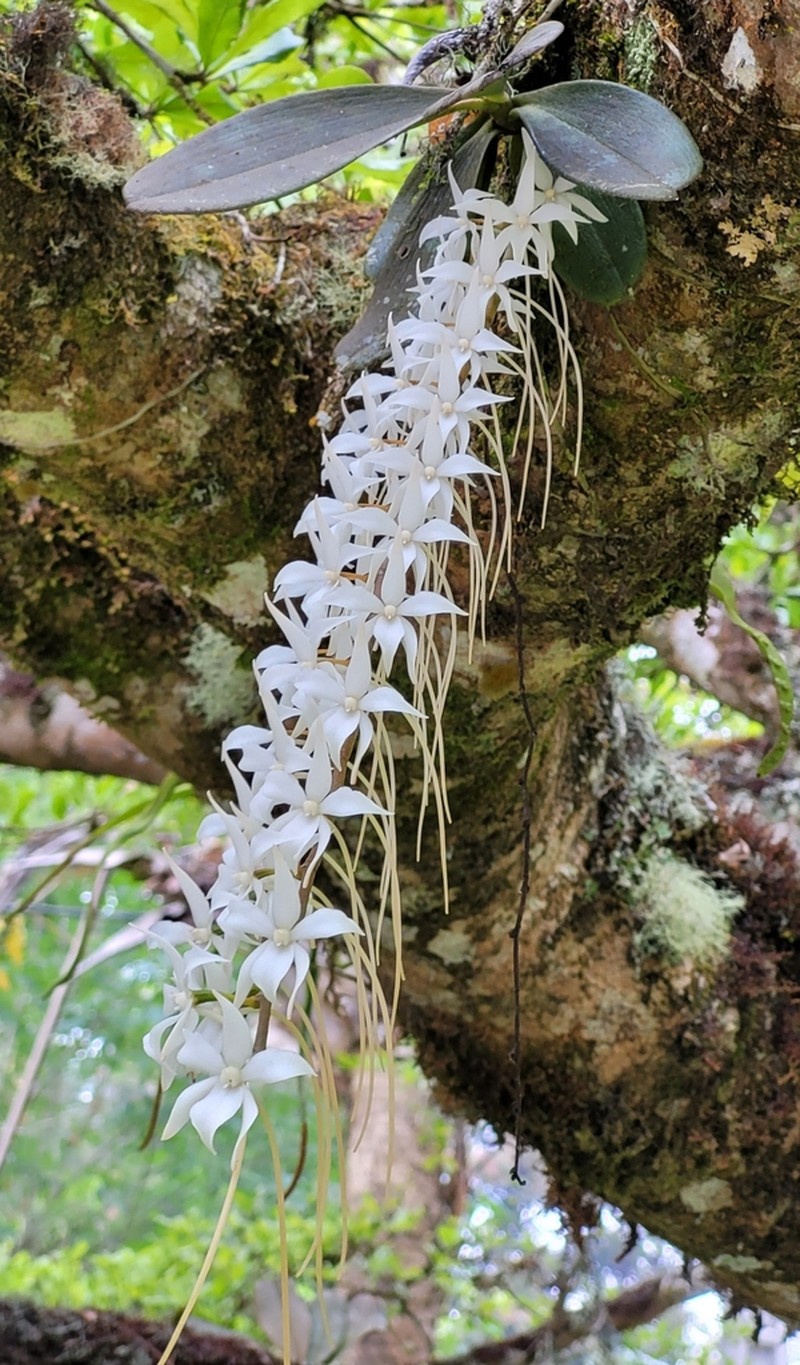 Aerangis articulata photo 4