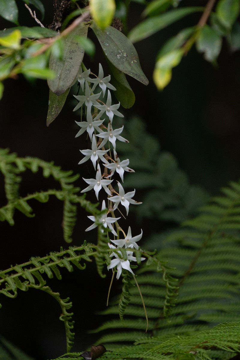 Aerangis articulata photo 5