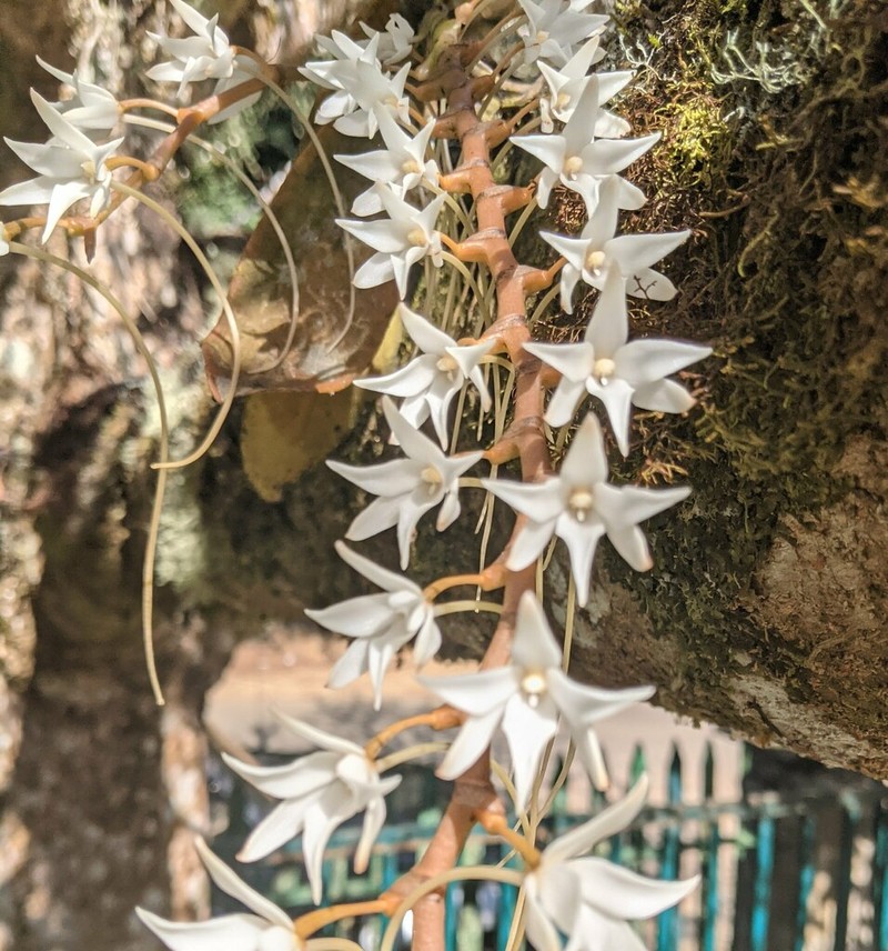 Aerangis articulata photo 6