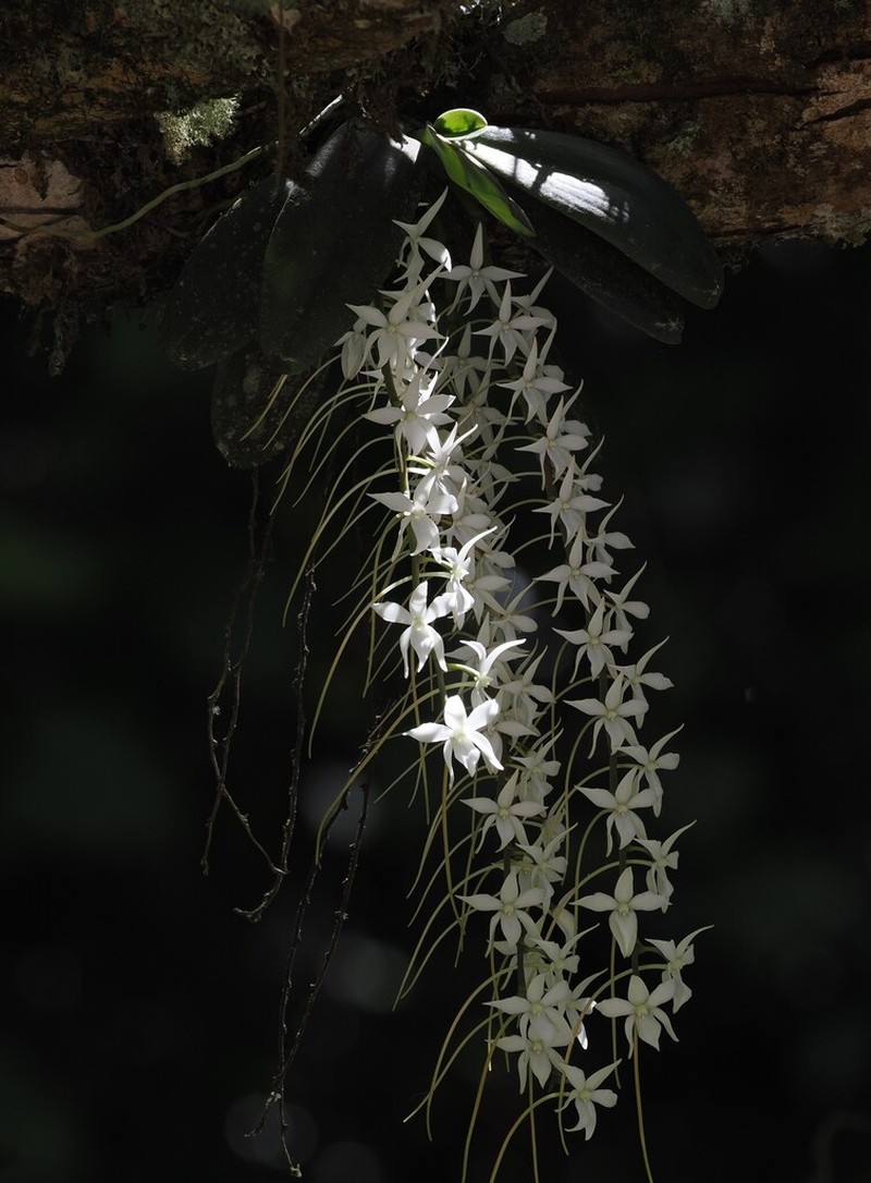 Aerangis articulata photo 7