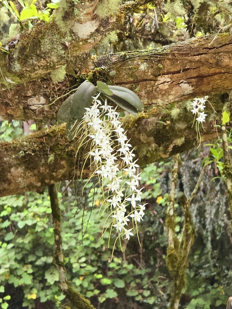 Aerangis articulata photo 8