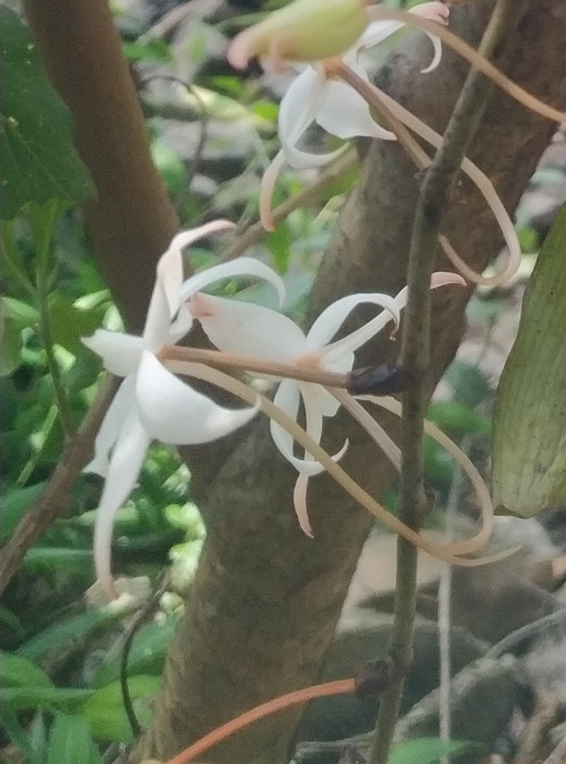 Aerangis biloba photo 2