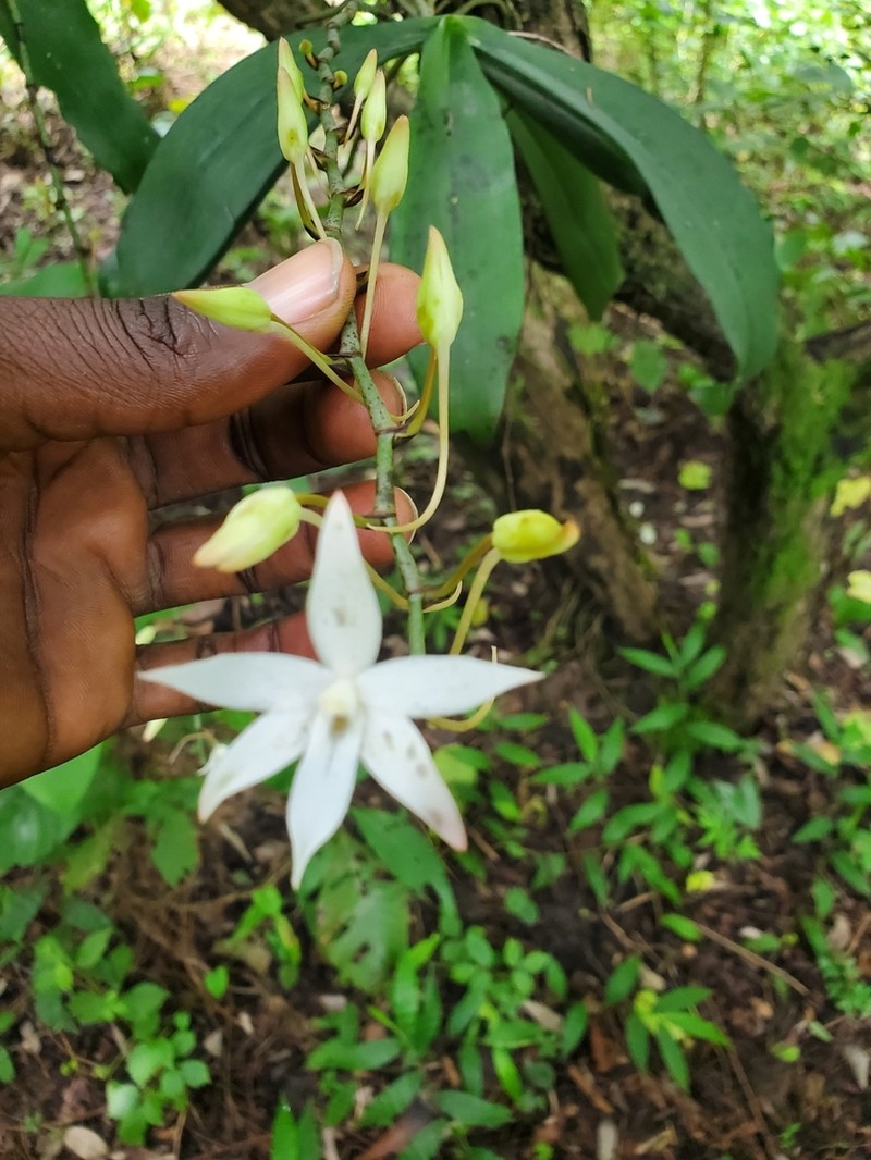 Aerangis biloba photo 3
