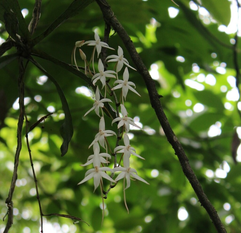 Aerangis biloba photo 4