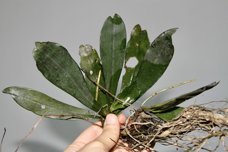 Aerangis biloba photo 5