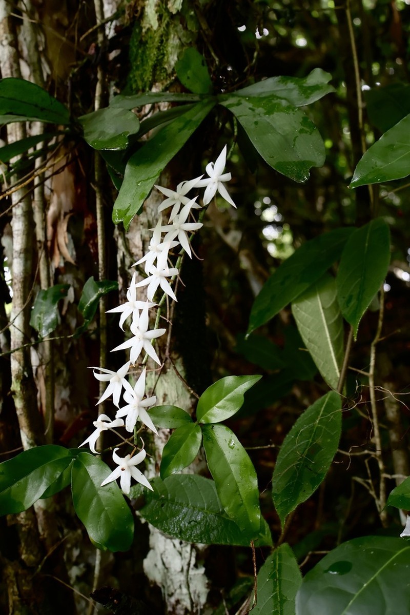 Aerangis biloba photo 6