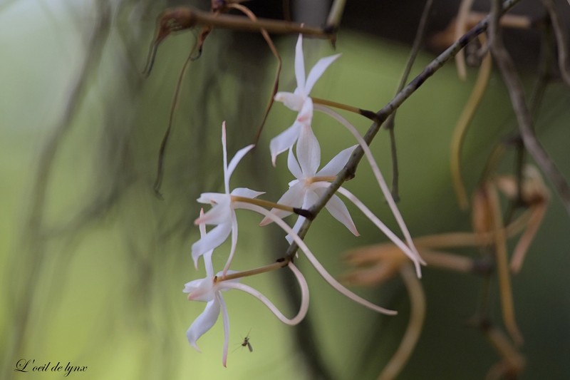 Aerangis biloba photo 7