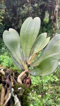 Aerangis brachycarpa