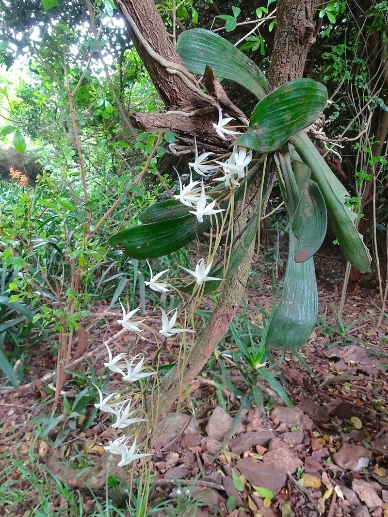 Aerangis brachycarpa photo 2
