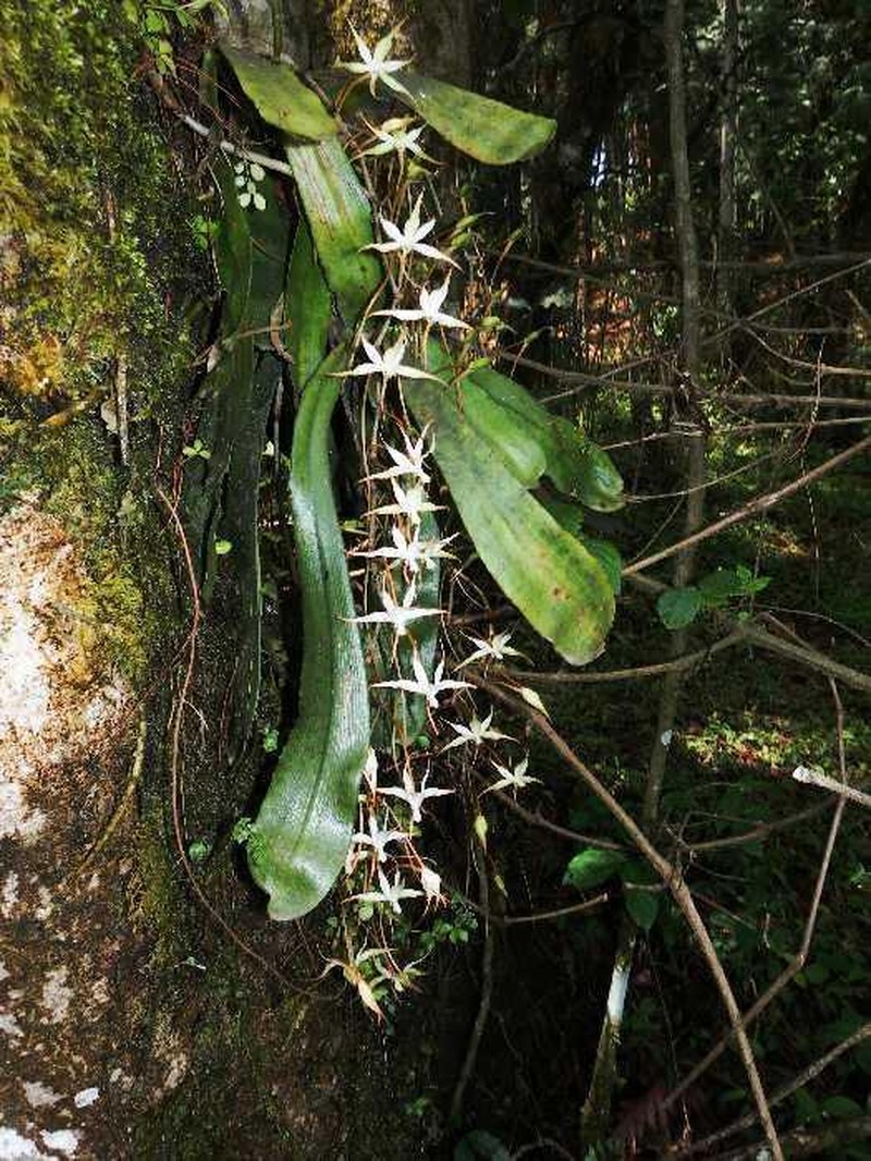 Aerangis brachycarpa photo 3