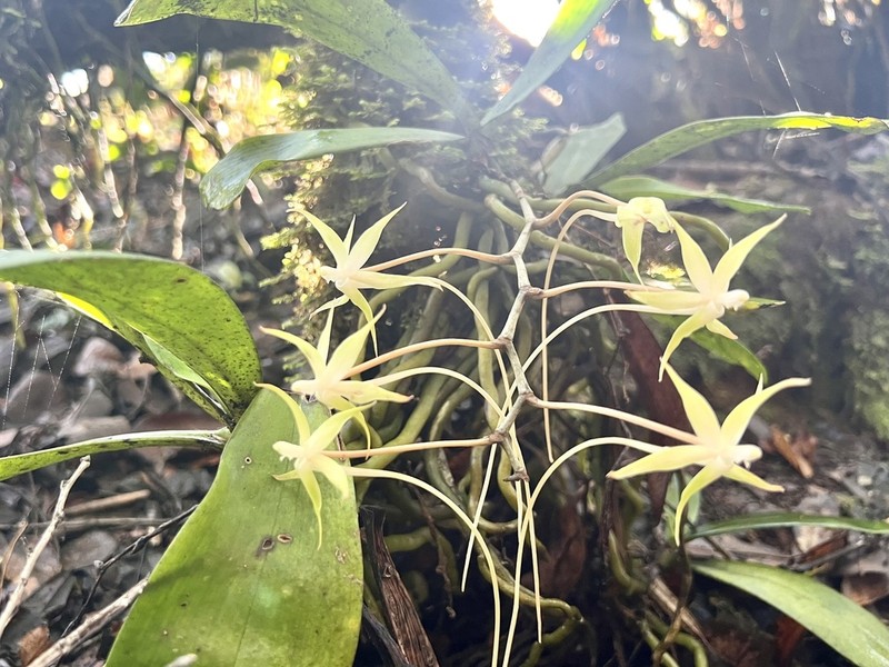 Aerangis brachycarpa photo 4