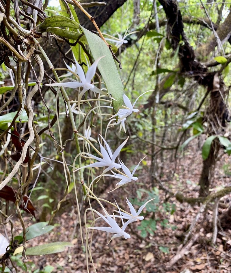 Aerangis brachycarpa photo 5