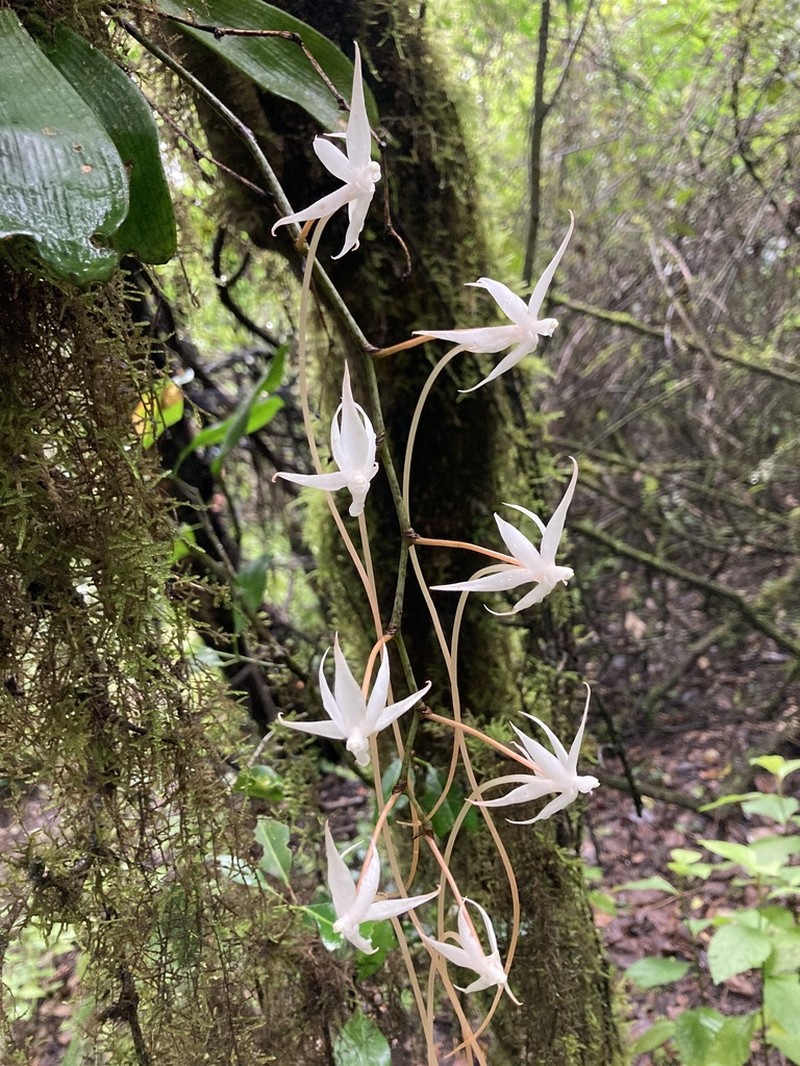Aerangis brachycarpa photo 8