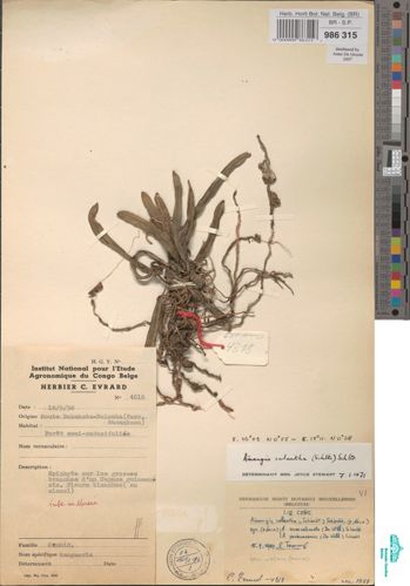 Aerangis calantha photo 3